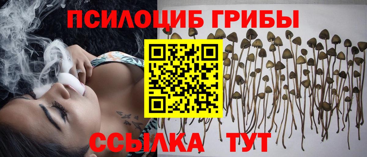 Галлюциногенные грибы Cubensis Пенза